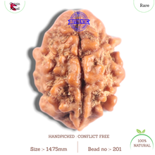 Load image into Gallery viewer, 2 Mukhi Rudraksha from Nepal - Bead No. 201
