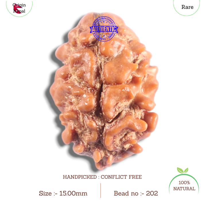 2 Mukhi Rudraksha from Nepal - Bead No. 202