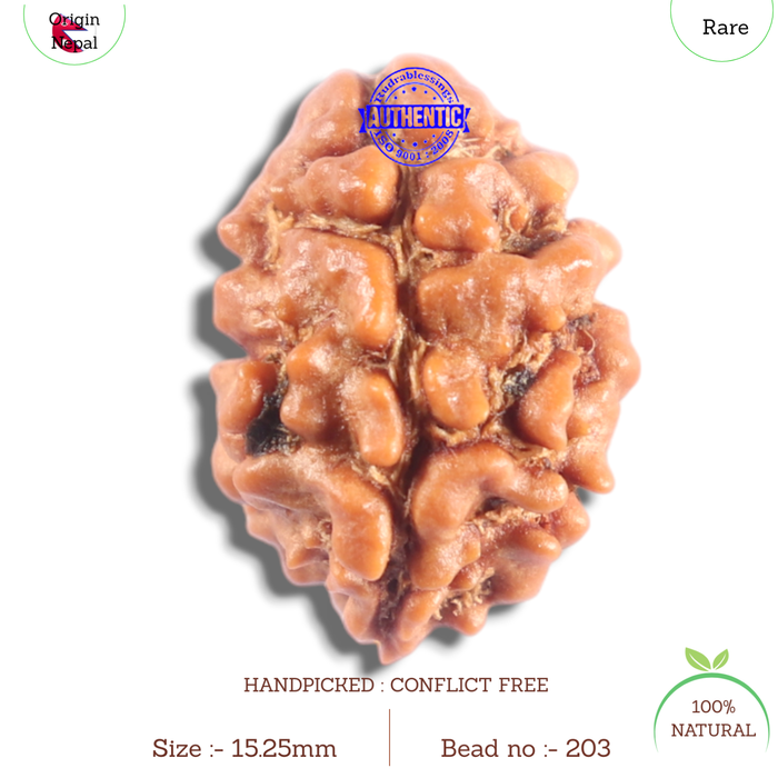 2 Mukhi Rudraksha from Nepal - Bead No. 203