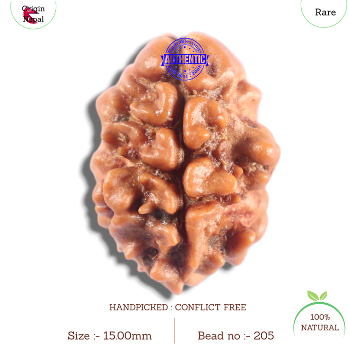 2 Mukhi Rudraksha from Nepal - Bead No. 205