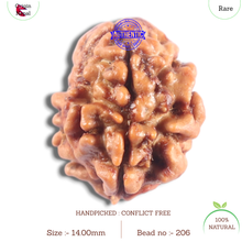 Load image into Gallery viewer, 2 Mukhi Rudraksha from Nepal - Bead No. 206
