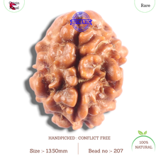 Load image into Gallery viewer, 2 Mukhi Rudraksha from Nepal - Bead No. 207
