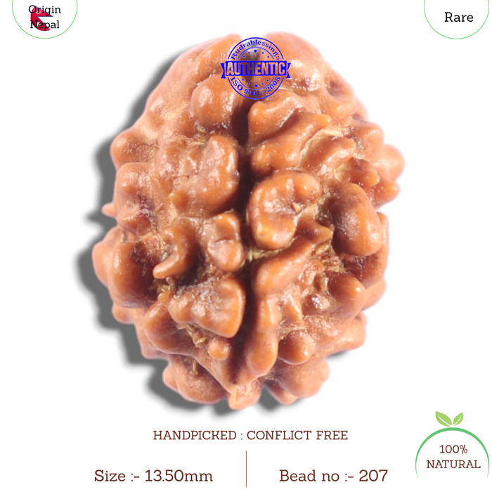 2 Mukhi Rudraksha from Nepal - Bead No. 207