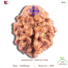 Load image into Gallery viewer, 2 Mukhi Rudraksha from Nepal - Bead No. 209
