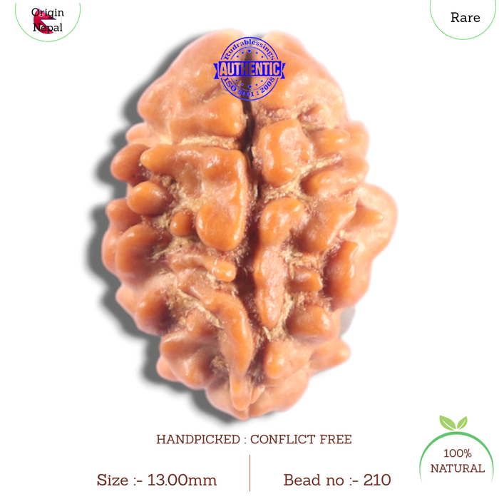 2 Mukhi Rudraksha from Nepal - Bead No. 210