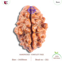 Load image into Gallery viewer, 2 Mukhi Rudraksha from Nepal - Bead No. 211

