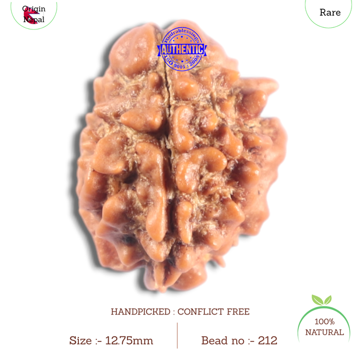 2 Mukhi Rudraksha from Nepal - Bead No. 212