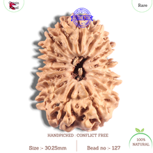 Load image into Gallery viewer, 16 Mukhi Rudraksha from Nepal - Bead No. 127
