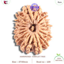 Load image into Gallery viewer, 16 Mukhi Rudraksha from Nepal - Bead No. 129
