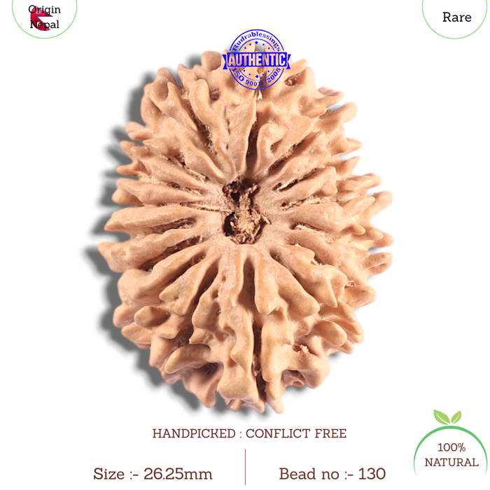 16 Mukhi Rudraksha from Nepal - Bead No. 130