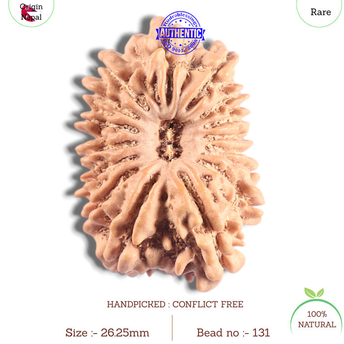 16 Mukhi Rudraksha from Nepal - Bead No. 131