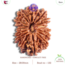 Load image into Gallery viewer, 16 Mukhi Rudraksha from Nepal - Bead No. 132
