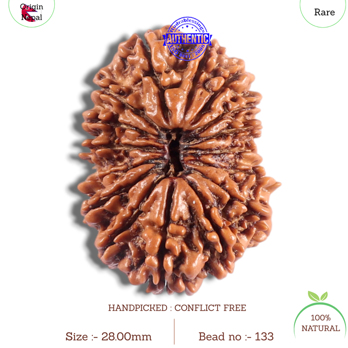 16 Mukhi Rudraksha from Nepal - Bead No. 133