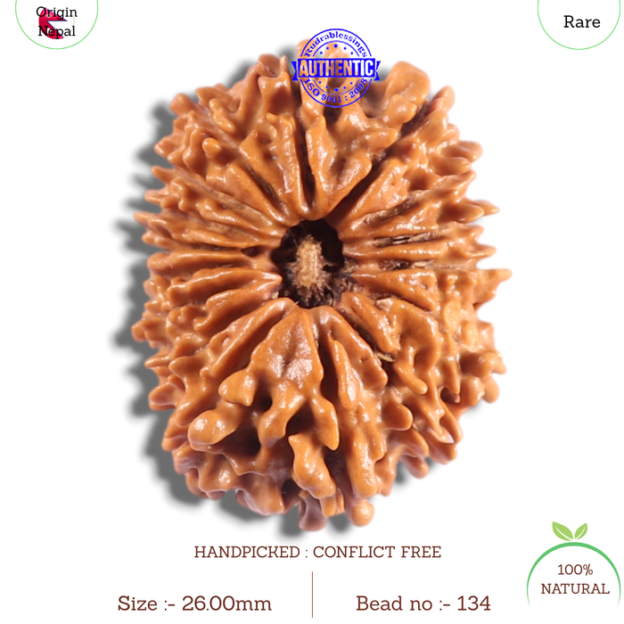 16 Mukhi Rudraksha from Nepal - Bead No. 134
