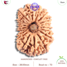 Load image into Gallery viewer, 17 Mukhi Nepalese Rudraksha - Bead No. 73
