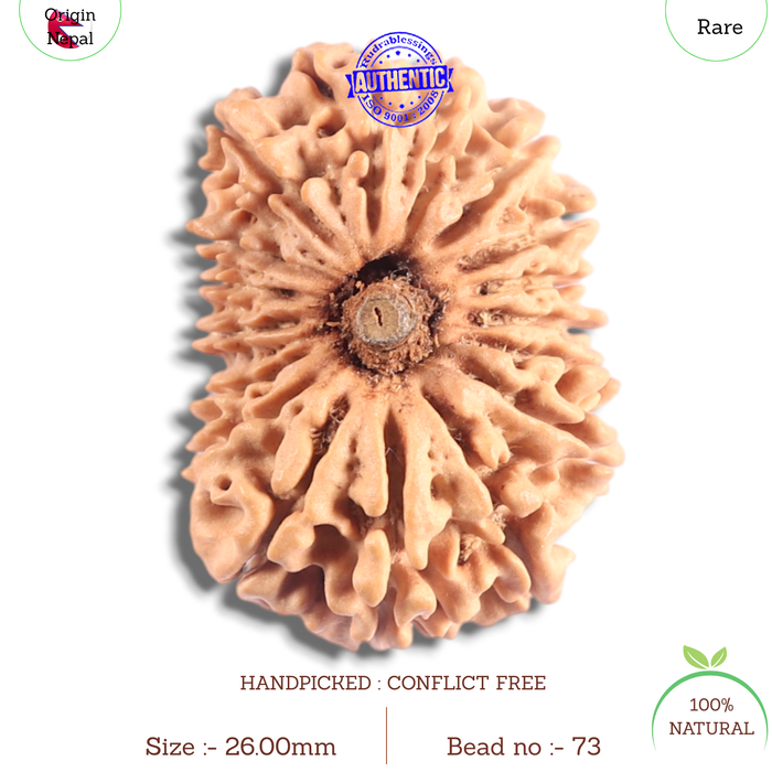 17 Mukhi Nepalese Rudraksha - Bead No. 73