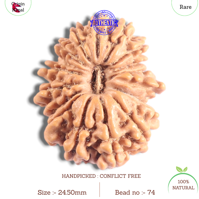 17 Mukhi Nepalese Rudraksha - Bead No. 74