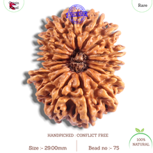 Load image into Gallery viewer, 17 Mukhi Nepalese Rudraksha - Bead No. 75
