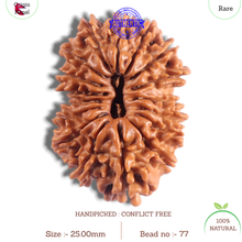 Load image into Gallery viewer, 17 Mukhi Nepalese Rudraksha - Bead No. 77
