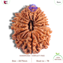 Load image into Gallery viewer, 17 Mukhi Nepalese Rudraksha - Bead No. 78
