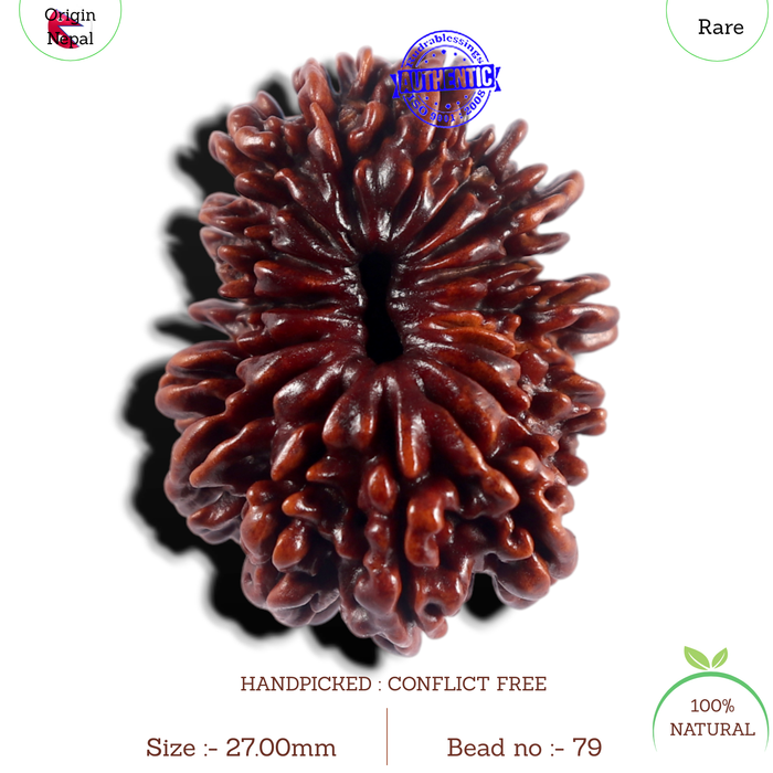 17 Mukhi Nepalese Rudraksha - Bead No. 79