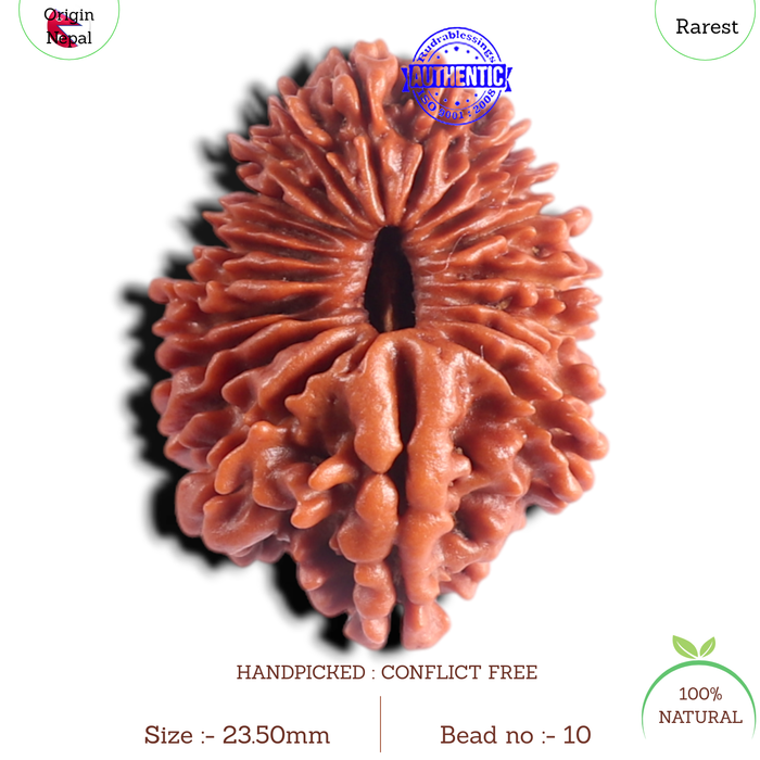20 Mukhi Nepalese Rudraksha - Bead No. 10