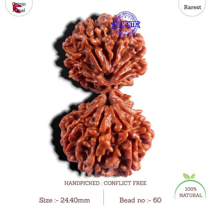 18 Mukhi Gaurishankar Rudraksha from Nepal - Bead No. 60