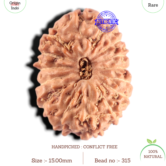 15 Mukhi Indonesian Rudraksha - Bead No. 315