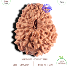 Load image into Gallery viewer, 15 Mukhi Indonesian Rudraksha - Bead No. 316
