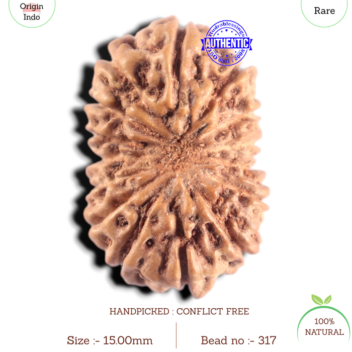 15 Mukhi Indonesian Rudraksha - Bead No. 318