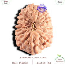 Load image into Gallery viewer, 15 Mukhi Indonesian Rudraksha - Bead No. 321
