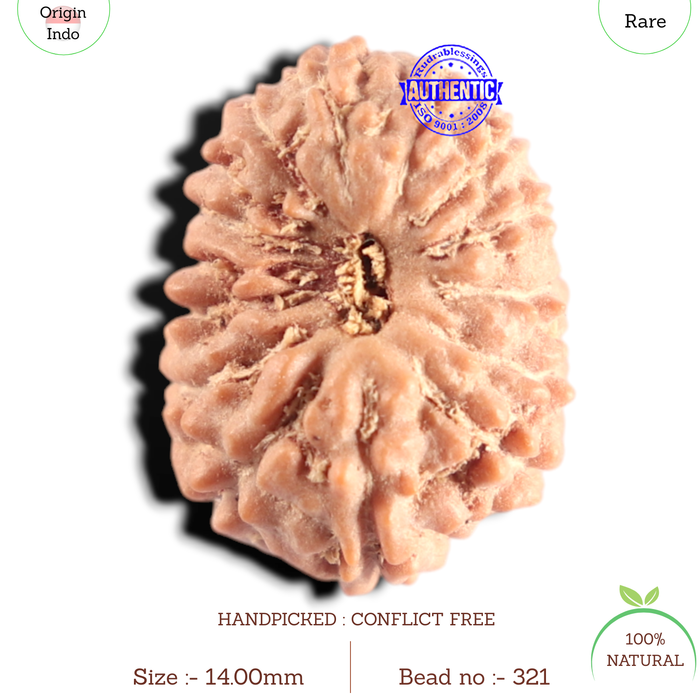 15 Mukhi Indonesian Rudraksha - Bead No. 321
