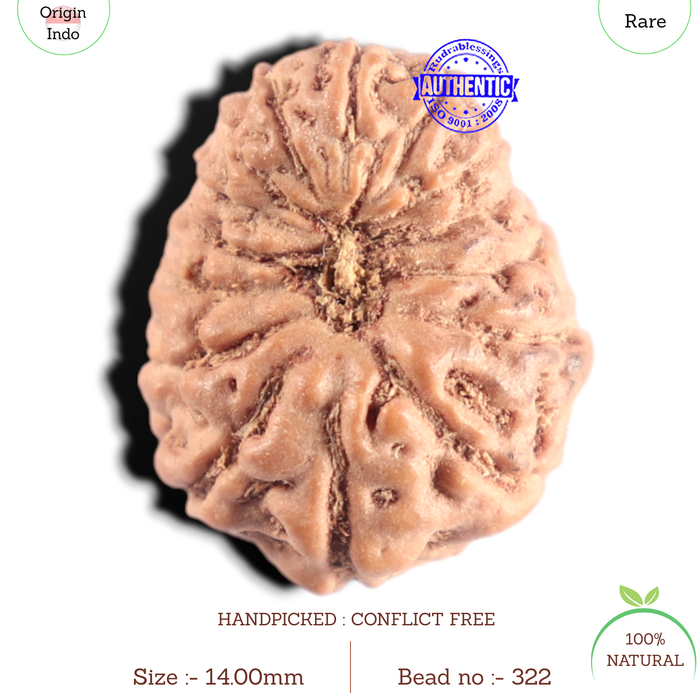 15 Mukhi Indonesian Rudraksha - Bead No. 322