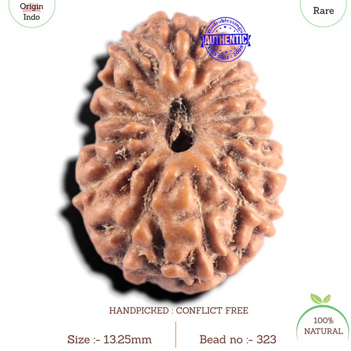 15 Mukhi Indonesian Rudraksha - Bead No. 323
