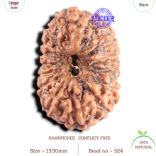 Load image into Gallery viewer, 15 Mukhi Indonesian Rudraksha - Bead No. 324
