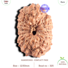 Load image into Gallery viewer, 15 Mukhi Indonesian Rudraksha - Bead No.325
