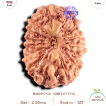 Load image into Gallery viewer, 15 Mukhi Indonesian Rudraksha - Bead No.327
