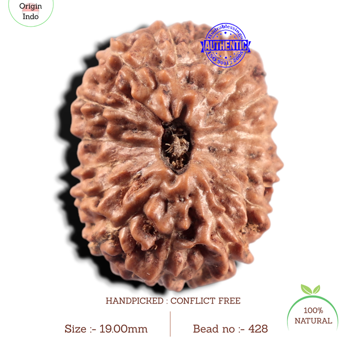 14 mukhi Indonesian Rudraksha -  Bead No. 428