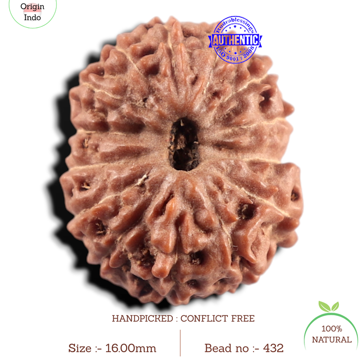 14 mukhi Indonesian Rudraksha -  Bead No. 432