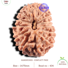 Load image into Gallery viewer, 14 mukhi Indonesian Rudraksha -  Bead No. 434
