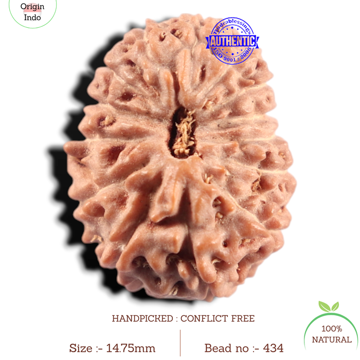 14 mukhi Indonesian Rudraksha -  Bead No. 434