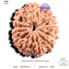 Load image into Gallery viewer, 14 mukhi Indonesian Rudraksha -  Bead No. 435
