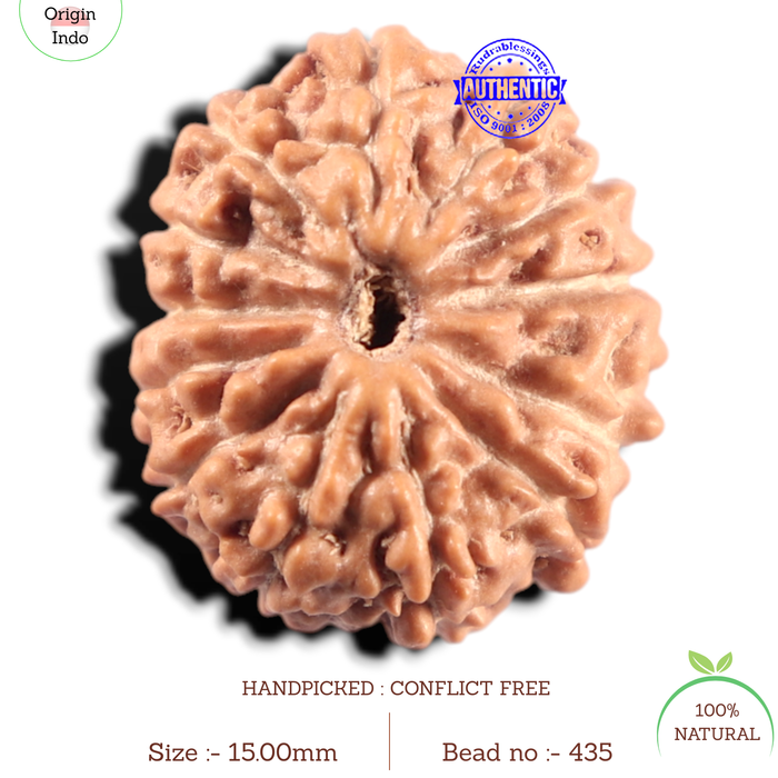 14 mukhi Indonesian Rudraksha -  Bead No. 435