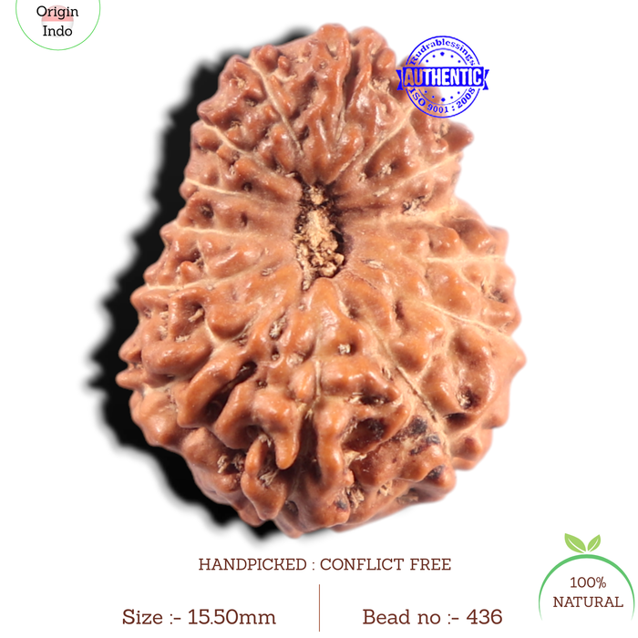 14 mukhi Indonesian Rudraksha -  Bead No. 436