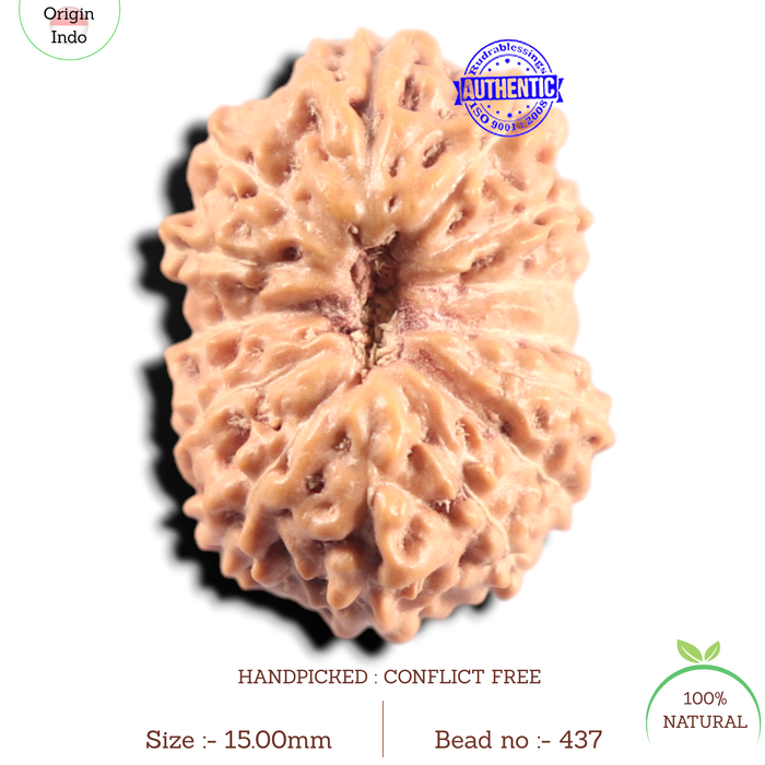14 mukhi Indonesian Rudraksha -  Bead No. 437