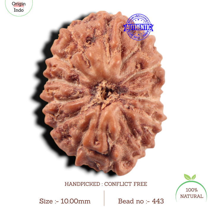 14 mukhi Indonesian Rudraksha -  Bead No. 443