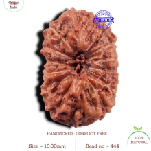 Load image into Gallery viewer, 14 mukhi Indonesian Rudraksha -  Bead No. 444
