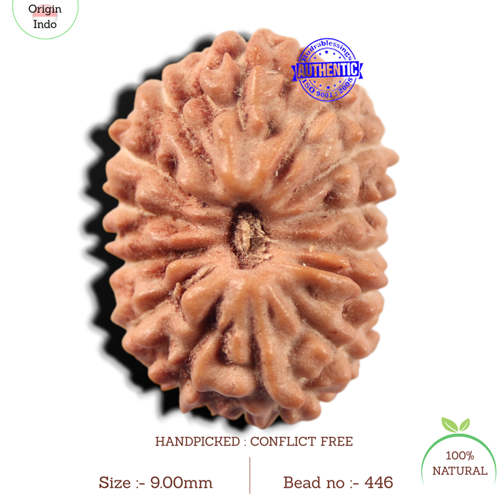 14 mukhi Indonesian Rudraksha -  Bead No. 446