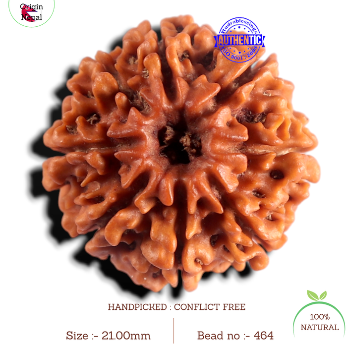 8 Mukhi Nepalese Rudraksha - Bead No. 464