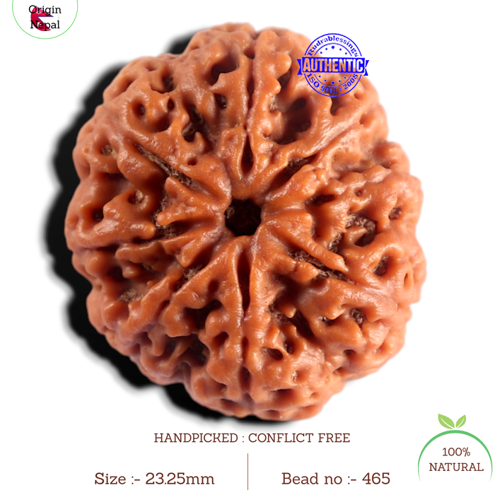 8 Mukhi Nepalese Rudraksha - Bead No. 465